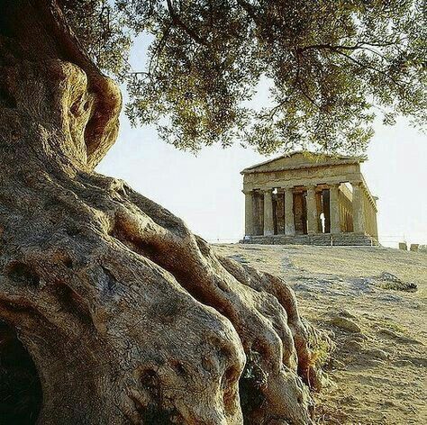 olive_tree_ancient_greece