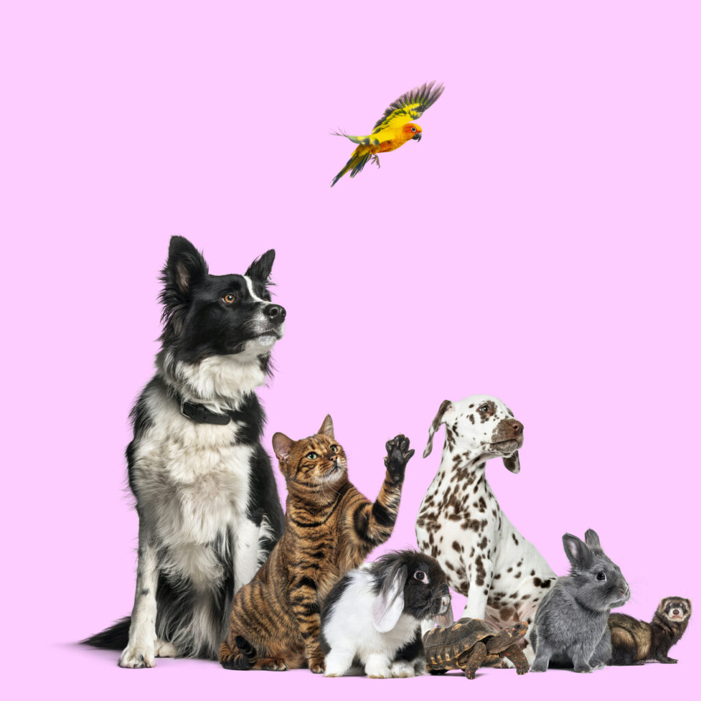 Petfluencers: Όταν τα σκυλάκια κερδίζουν περισσότερα likes (και χρήματα) από εμάς