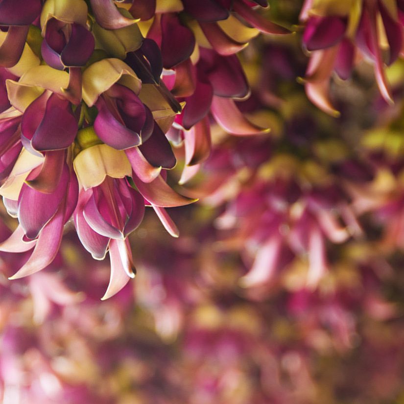 Mucuna pruriens: Το τροπικό φυτό που ανεβάζει τη διάθεση και ρυθμίζει τις ορμόνες σας
