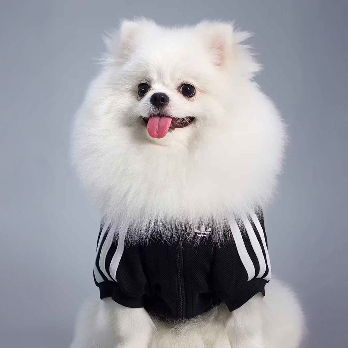 adidas2 (2)