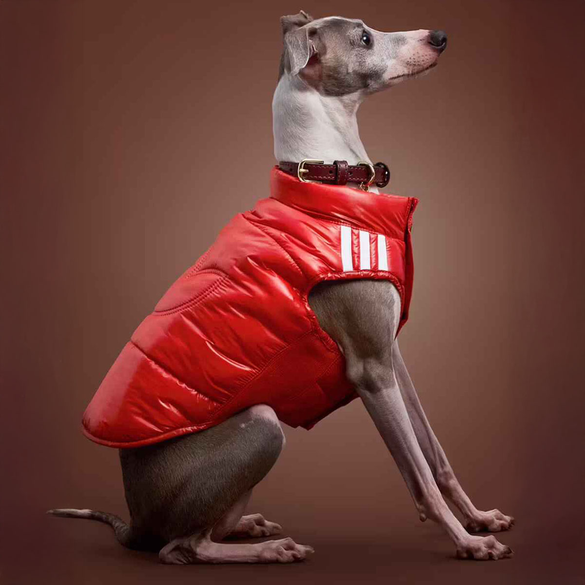 adidas6 (2)
