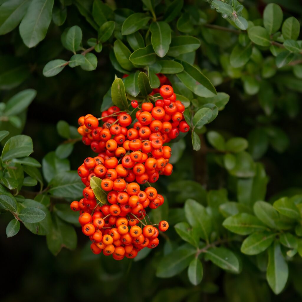 Το φυτό που μένει στολισμένο όλο τον χειμώνα χωρίς ιδιαίτερη φροντίδα
