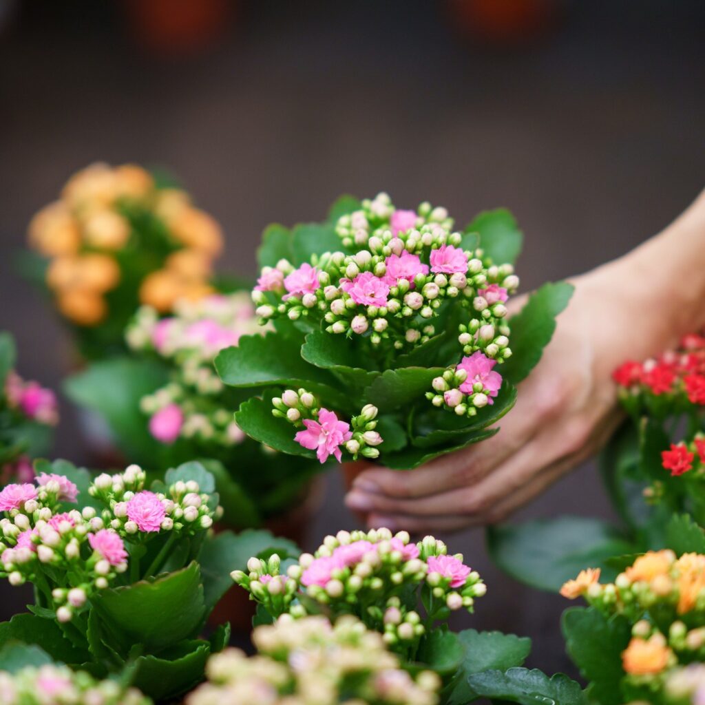 Καλαγχόη: Ο πιο απλός τρόπος για να ανθίσει εντυπωσιακά τον Δεκέμβριο