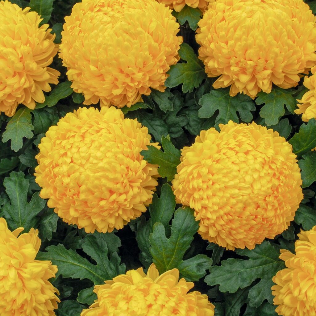 Το λουλούδι που δεν θέλει φροντίδα και προσελκύει τύχη | Ιδανικό για γλάστρα