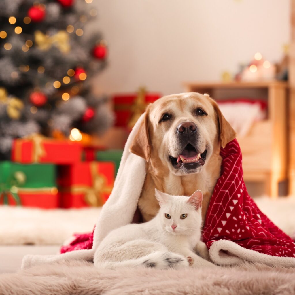 Χριστούγεννα με κατοικίδια: 7 tips για ασφαλή διακόσμηση