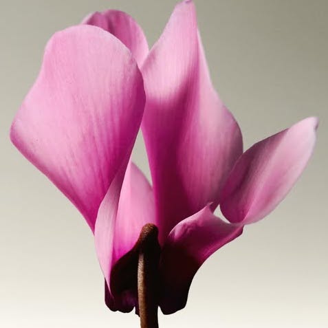 Christian Dior hair 3