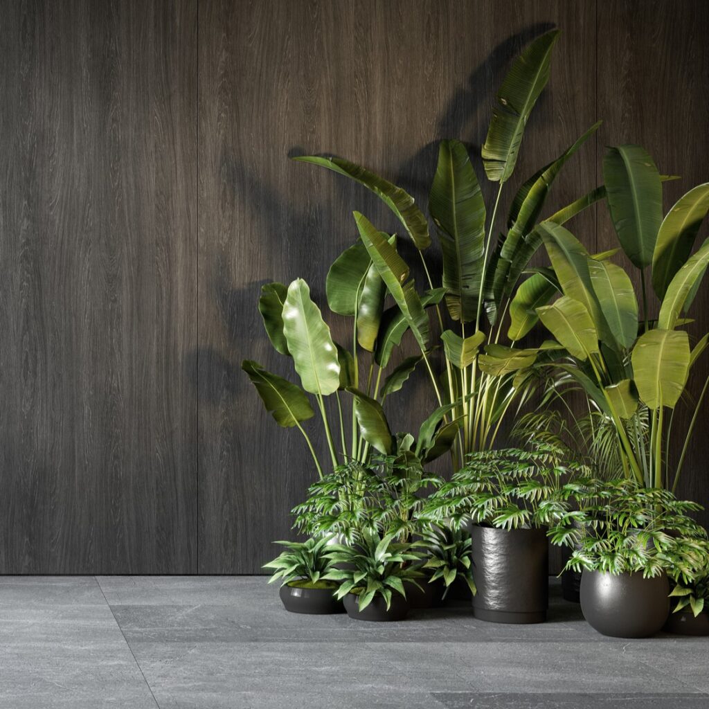 6 φυτά που ευδοκιμούν σε σκοτεινούς χώρους | Δεν θέλουν φροντίδα