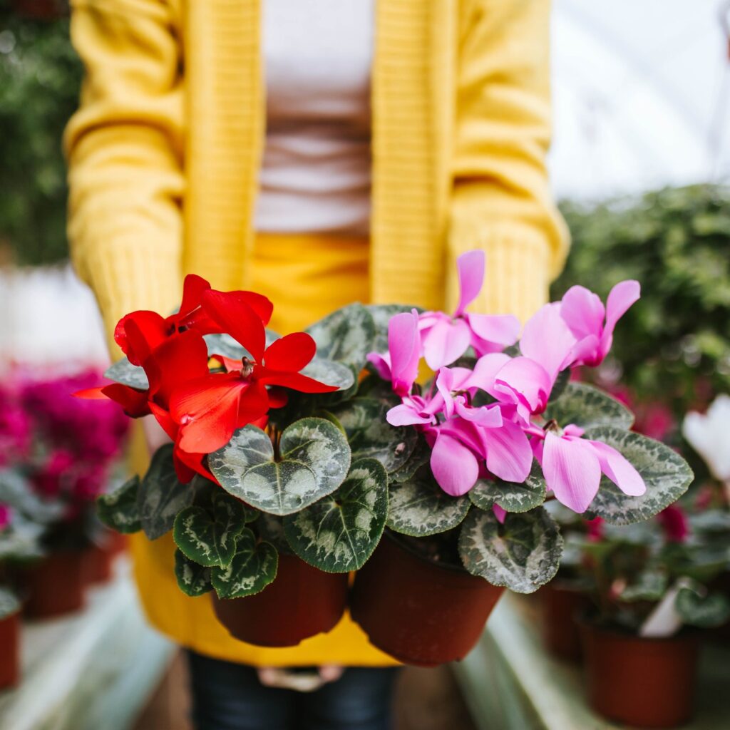 Πώς θα διατηρήσετε τα κυκλάμινα ανθισμένα μέχρι την άνοιξη | Το μυστικό που λίγοι ξέρουν