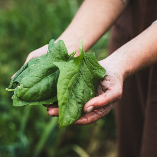 Mπορεί το ωμό σπανάκι να μειώσει την όρεξη;