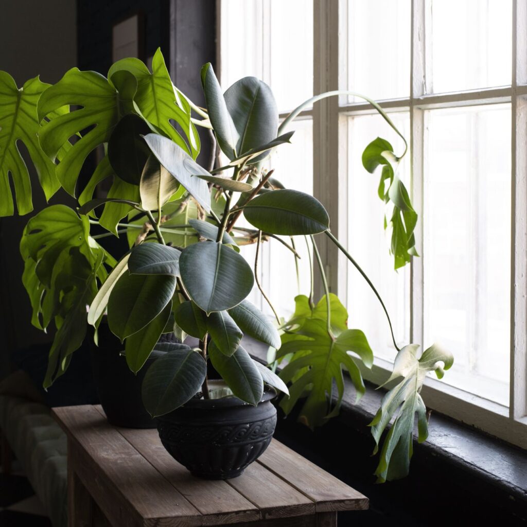 Μήπως τοποθετείτε τα φυτά εσωτερικού χώρου στο λάθος παράθυρο; Οι ειδικοί εξηγούν