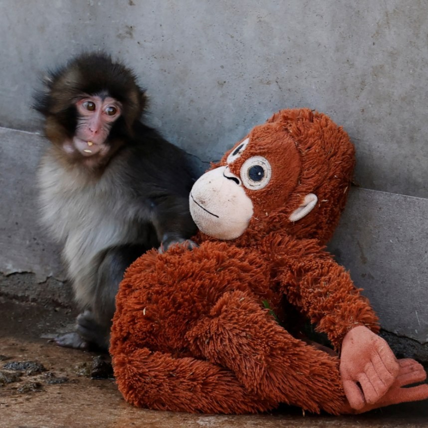 Από την απόρριψη στη σύνδεση: Τι μας διδάσκει ο Punch για την ανάγκη να ανήκουμε